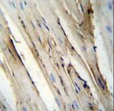 FUT4 Antibody immunohistochemistry of formalin-fixed and paraffin-embedded mouse heart tissue followed by peroxidase-conjugated secondary antibody and DAB staining.