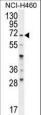 FUT4 Antibody western blot of NCI-H460 cell line lysates (35 ug/lane). The FUT4 antibody detected the FUT4 protein (arrow).