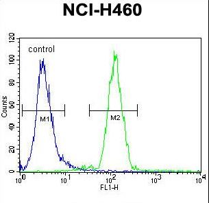 FUT4 Antibody flow cytometry of NCI-H460 cells (right histogram) compared to a negative control cell (left histogram). FITC-conjugated goat-anti-rabbit secondary antibodies were used for the analysis.