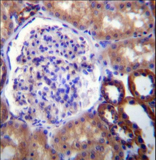 FUT6 Antibody immunohistochemistry of formalin-fixed and paraffin-embedded human kidney tissue followed by peroxidase-conjugated secondary antibody and DAB staining.