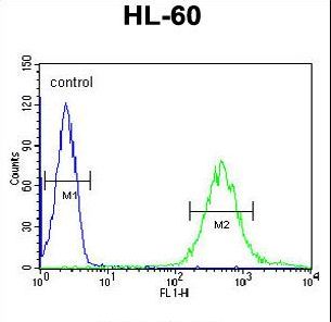 FUT6 Antibody flow cytometry of HL-60 cells (right histogram) compared to a negative control cell (left histogram). FITC-conjugated goat-anti-rabbit secondary antibodies were used for the analysis.
