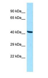 FUZ / FY antibody Western Blot of HepG2.