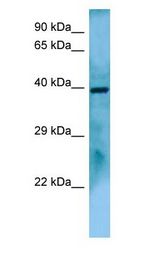 FUZ / FY antibody Western Blot of COLO205 cell lysate.