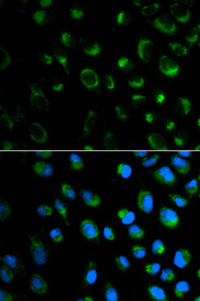 Immunofluorescence analysis of MCF7 cell using FXN antibody. Blue: DAPI for nuclear staining.