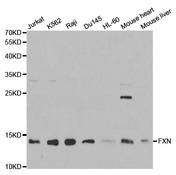 Western blot analysis of extracts of various cell lines, using FXN antibody.