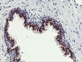 IHC of paraffin-embedded Human prostate tissue using anti-FXN mouse monoclonal antibody.