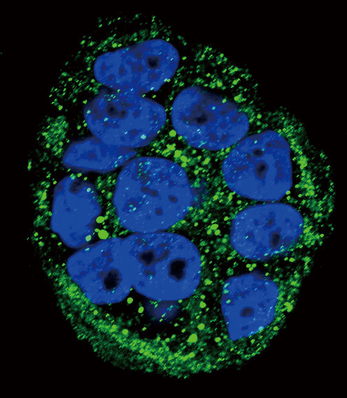 Confocal immunofluorescent of FXN Antibody with WiDr cell followed by Alexa Fluor 488-conjugated goat anti-rabbit lgG (green). DAPI was used to stain the cell nuclear (blue).