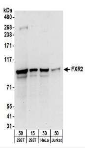 Detection of Human FXR2 by Western Blot. Samples: Whole cell lysate from 293T (15 and 50 ug), HeLa (50 ug), and Jurkat (50 ug) cells. Antibodies: Affinity purified rabbit anti-FXR2 antibody used for WB at 0.1 ug/ml. Detection: Chemiluminescence with an exposure time of 30 seconds.
