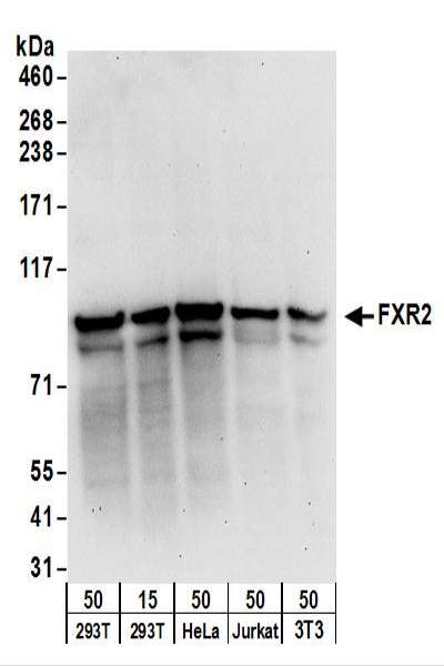 Detection of Human and Mouse FXR2 by Western Blot. Samples: Whole cell lysate from 293T (15 and 50 ug), HeLa (50 ug), Jurkat (50 ug), and mouse NIH3T3 (50 ug) cells. Antibodies: Affinity purified rabbit anti-FXR2 antibody used for WB at 0.1 ug/ml. Detection: Chemiluminescence with an exposure time of 30 seconds.