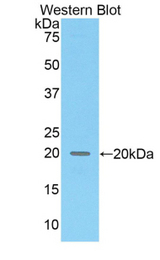 Western blot of recombinant COL8A2 / Collagen VIII.