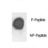 Dot blot of anti-Phospho-mPLM-pS88.repeat Phospho-specific antibody on nitrocellulose membrane. 50ng of Phospho-peptide or Non Phospho-peptide per dot were adsorbed. Antibody working concentrations are 0.5ug per ml.