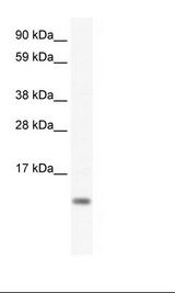 Placenta Lysate