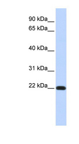 FXYD5 antibody LS-C110008 Western blot of Fetal Heart lysate.