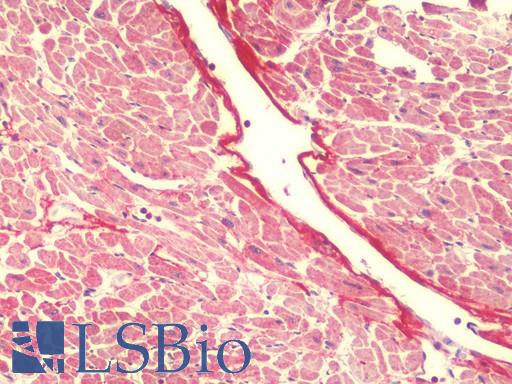 Anti-FXYD7 antibody IHC staining of human heart. Immunohistochemistry of formalin-fixed, paraffin-embedded tissue after heat-induced antigen retrieval. Antibody LS-B9565 concentration 5 ug/ml.