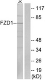 Western blot of extracts from Jurkat cells, using FZD1 Antibody. The lane on the right is treated with the synthesized peptide.