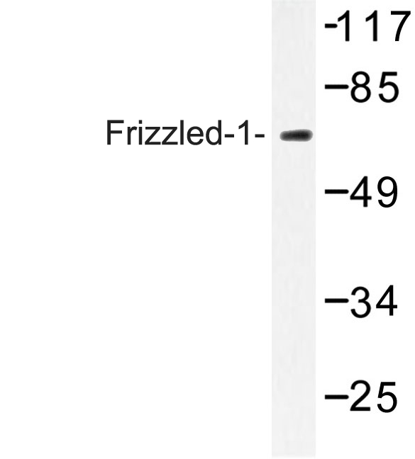 Western blot of Frizzled-1 (L55) pAb in extracts from HeLa cells.