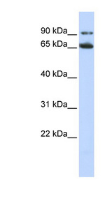 FZD10 / Frizzled 10 antibody LS-C101902 Western blot of HepG2 cell lysate.