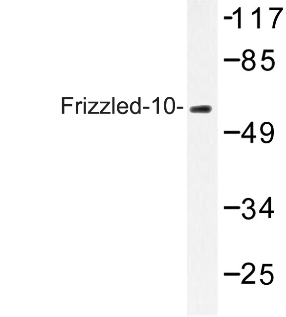 Western blot of Frizzled-10 (L164) pAb in extracts from COS-7 cells.