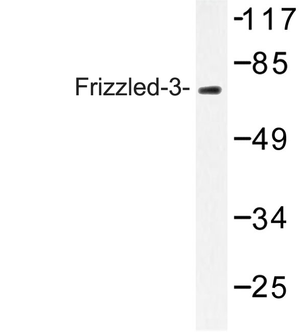 Western blot of Frizzled-3 (R524) pAb in extracts from HUVEC cells.