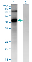 Western Blot analysis of FZD4 expression in transfected 293T cell line by FZD4 monoclonal antibody (M02), clone 3G7.Lane 1: FZD4 transfected lysate (Predicted MW: 59.9 KDa).Lane 2: Non-transfected lysate.