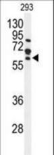 Western blot of FZD4 Antibody in 293 cell line lysates (35 ug/lane). FZD4 (arrow) was detected using the purified antibody;