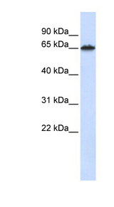 FZD4 / Frizzled 4 antibody LS-B5723 Western blot of Fetal Liver lysate.
