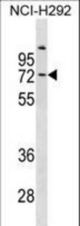 COL9A3 Antibody western blot of NCI-H292 cell line lysates (35 ug/lane). The COL9A3 antibody detected the COL9A3 protein (arrow).