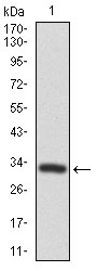 Western blot using FZD5 monoclonal antibody against human FZD5 recombinant protein. (Expected MW is 32.5 kDa)