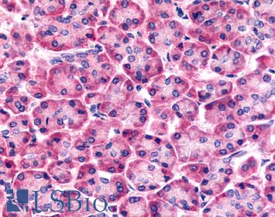 Anti-Frizzled-6 antibody LS-A4482 IHC of human pancreas. Immunohistochemistry of formalin-fixed, paraffin-embedded tissue after heat-induced antigen retrieval.
