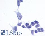 Anti-Frizzled-6 antibody LS-A4482 immunocytochemistry (ICC) staining of untransfected HEK293 human embryonic kidney cells.