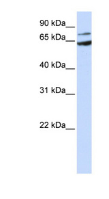 FZD8 / Frizzled 8 antibody LS-C110624 Western blot of MCF7 cell lysate.