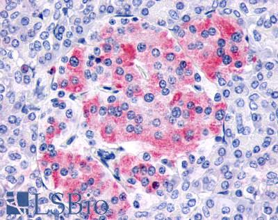 Anti-FZD8 / Frizzled 8 antibody LS-A4766 IHC of human pancreas, islet of Langerhans. Immunohistochemistry of formalin-fixed, paraffin-embedded tissue after heat-induced antigen retrieval.