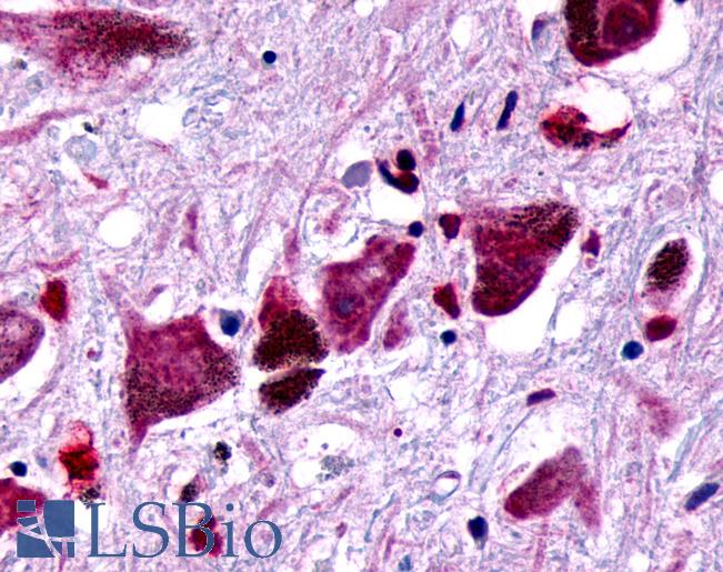 Anti-FZD8 / Frizzled 8 antibody IHC of human brain, substantia nigra. Immunohistochemistry of formalin-fixed, paraffin-embedded tissue after heat-induced antigen retrieval.