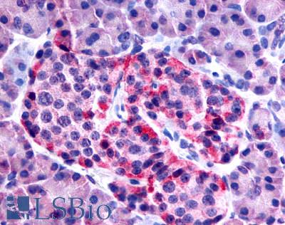 Anti-FZD8 / Frizzled 8 antibody LS-A4776 IHC of human pancreas, islet of Langerhans. Immunohistochemistry of formalin-fixed, paraffin-embedded tissue after heat-induced antigen retrieval.