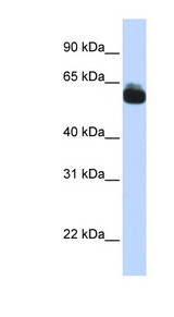 FZD9 / Frizzled 9 antibody LS-C101901 Western blot of Fetal Brain lysate.