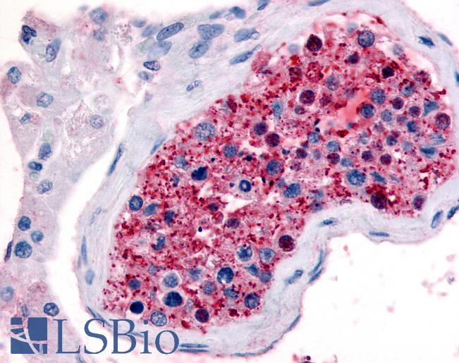 Anti-FZD9 / Frizzled 9 antibody LS-A5076 IHC of human testis. Immunohistochemistry of formalin-fixed, paraffin-embedded tissue after heat-induced antigen retrieval.