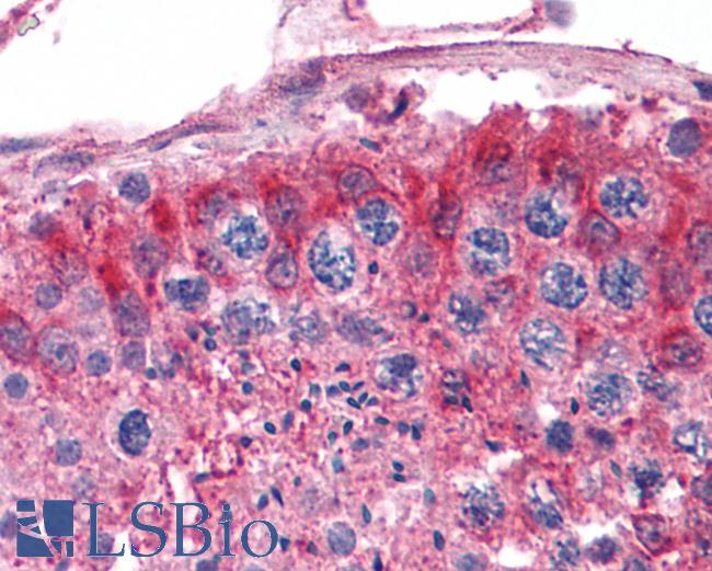 Anti-FZD9 / Frizzled 9 antibody IHC of human testis. Immunohistochemistry of formalin-fixed, paraffin-embedded tissue after heat-induced antigen retrieval.
