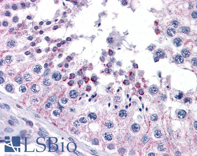 Anti-FZD9 / Frizzled 9 antibody IHC of human testis. Immunohistochemistry of formalin-fixed, paraffin-embedded tissue after heat-induced antigen retrieval. Antibody LS-B4374 concentration 5 ug/ml.
