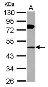 Sample (30 ug of whole cell lysate) A: HepG2 10% SDS PAGE COLQ antibody diluted at 1:1000