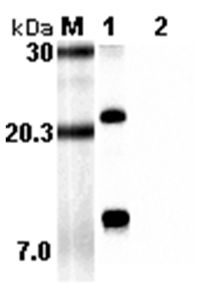 Western Blot analysis using anti-RELM-alpha (rat), mAb (RREL 808) at 1:5000 dilution. 1: Recombinant rat RELM-alpha protein (His tagged). . 2: Recombinant mouse RELM-alpha protein (His tagged).