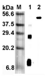 Western blot analysis using anti-RELM-alpha (mouse), mAb (MREL 127) at 1:5000 dilution. 1: Mouse RELM-alpha (His-tagged). 2: Mouse RELM-alpha Fc-protein.