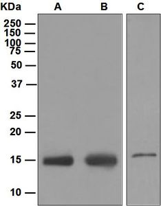 Western blot analysis on (A) HeLa, (B) 293T, and (C) human placenta lysates using anti-IFITM3 antibody.