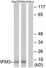 Western blot of extracts from HepG2/HeLa cells, using IFM3 Antibody. The lane on the right is treated with the synthesized peptide.
