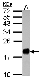 Sample (30 ug of whole cell lysate) A: HeLa 15% SDS PAGE IFITM3 antibody diluted at 1:1000