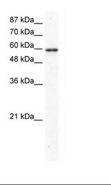 HepG2 Cell Lysate.