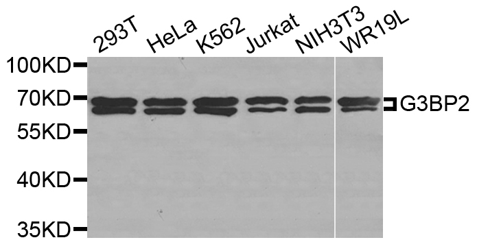 Western blot analysis of extracts of various cell lines, using G3BP2 antibody.