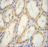 G6PC Antibody immunohistochemistry of formalin-fixed and paraffin-embedded human kidney tissue followed by peroxidase-conjugated secondary antibody and DAB staining.