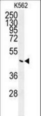 Western blot of G6PC Antibody in K562 cell line lysates (35 ug/lane). G6PC (arrow) was detected using the purified antibody.