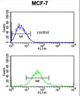 G6PD Antibody flow cytometry of MCF-7 cells (bottom histogram) compared to a negative control cell (top histogram). FITC-conjugated goat-anti-rabbit secondary antibodies were used for the analysis.