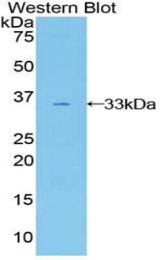 Western blot of recombinant GAB3.